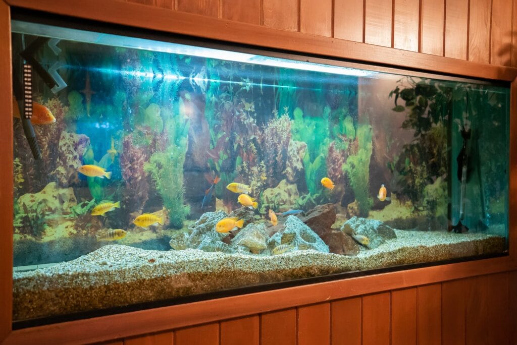 Fish tank with fish swimming