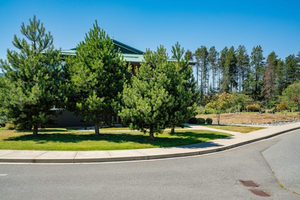 Street with trees and building in background