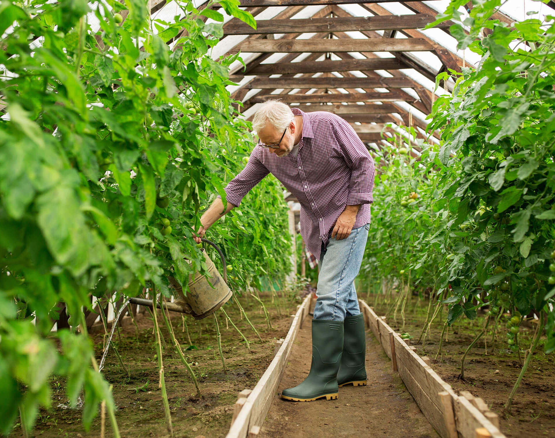 Old man watering plants at the ranch as part of holistic treatment