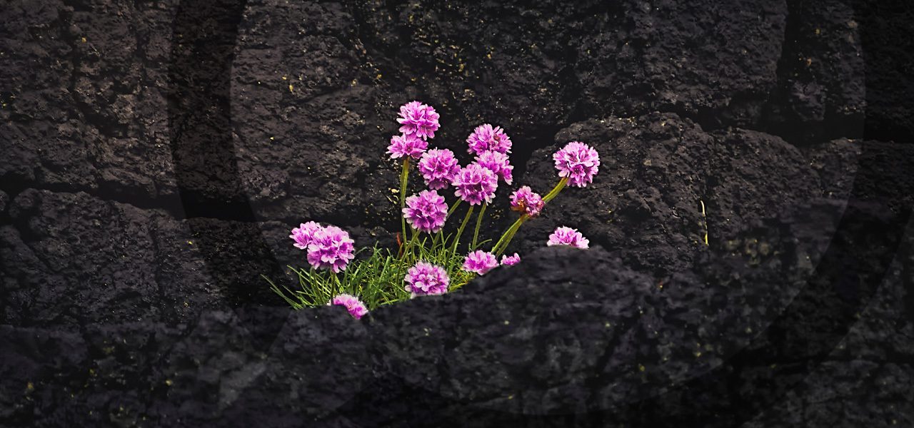 Flower growing through the cracks